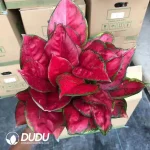 Aglaonema Ruyi Red Seedling(100Pcs)