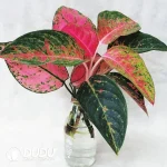 A.commutatun'Brilliant' Seedling(100Pcs)