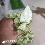 Aglaonema white valentine(100Pcs)