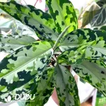Aglaonema camouflage(100Pcs)