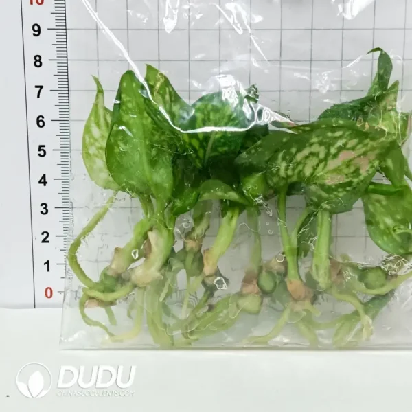 Aglaonema camouflage(100Pcs) - Image 2