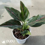 Aglaonema 'Red Vein' (100Pcs)