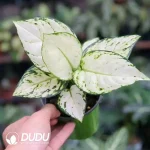 Aglaonema whita elephant(100Pcs)