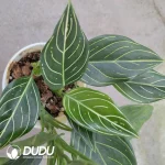 Aglaonema White pulse(100Pcs)