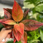 Aglaonema Mojo red Seedling(100Pcs)