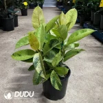 Ficus Elastica Shivereana Seedling(100Pcs)
