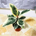 Ficus tineke Seedling(100Pcs)
