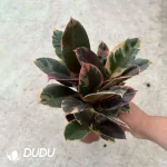 Ficus ruby Seedling(100Pcs)