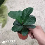 Ficus lyrata bambino Seedling(100Pcs)