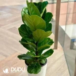 Ficus lyrata Seedling(100Pcs)