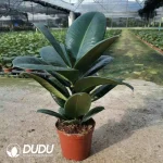 Ficus burgandy Seedling(100Pcs)