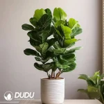 Ficus Benghalensis ´Audrey´ Seedling(100Pcs)