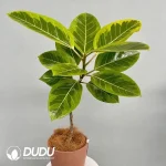Ficus altissima Variegata Seedling(100Pcs)