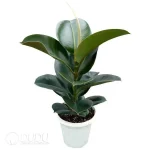 Plant Maniacs Seedling(100Pcs)