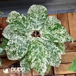 Ficus Aspera Seedling(100Pcs)