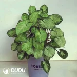 Syngonium podophyllum 'Pixi Seedling(100Pcs)