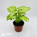 Syngonium podophyllum Golden Allus Seedling(100Pcs)