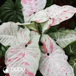 Syngonium Milk Confetti Seedling(100Pcs)