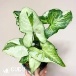 Three kings Seedling(100Pcs)