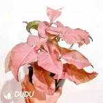 Syngonium podophyllum 'Neon Robusta' Seedling(100Pcs)