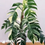 Epipremnum pinnatum Seedling(100Pcs)