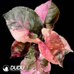 Syngonium strawberry ice /Syngonium Christmas Seedling(100Pcs)