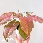 Syngonium podophyllum 'Neon Robusta' Seedling(100Pcs)