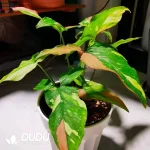 Syngonium red spot tricolour Seedling(100Pcs)