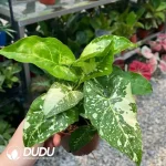 Syngonium podophyllum panda Seedling(100Pcs)