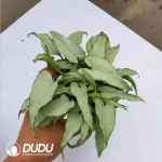 Syngonium podophyllum silver fox Seedling(100Pcs)