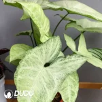 Syngonium podophyllum white butterfly Seedling(100Pcs)