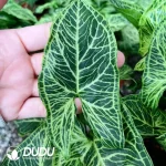 Syngonium batik Seedling(100Pcs)