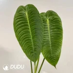 Anthurium veitchii Seedling(100Pcs)