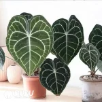 Anthurium clarinervium Seedling(100Pcs)