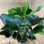 Anthurium 'Arrow' Seedling(100Pcs)