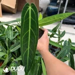 Anthurium warocqueanum Seedling(100Pcs)