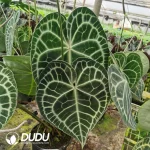 King of Clarinervium Seedling(100Pcs)