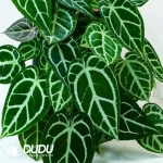 Anthurium Dorayaki x Magnificum Seedling(100Pcs)