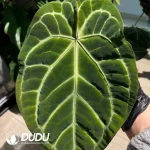 Anthurium Magnificum x crystallinum dark form Seedling(100Pcs)