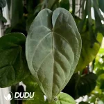 Anthurium Magnificum x dark phoenix Seedling(100Pcs)