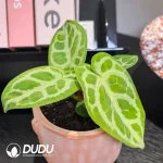 Anthurium Silver blush x Dorayaki Seedling(100Pcs)