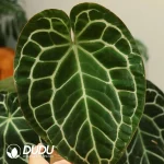 Anthurium Crystallinum Seedling(100Pcs)