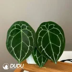 Anthurium Forgetii Seedling(100Pcs)