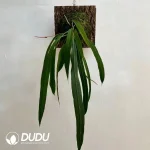 Anthurium vittarifoliun Seedling(100Pcs)