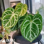 Torn Vein Shield Leaf*South American Crystal Seedling(100Pcs)