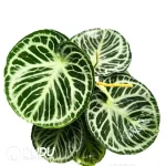 Anthurium Dorayaki Seedling(100Pcs)