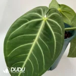 Anthurium villenaorum Seedling(100Pcs)
