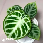 Anthurium Dorayaki Seedling(100Pcs)