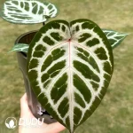 Anthurium Crystallinum/Anthurium Dorayaki Seedling(100Pcs)