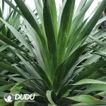 Dracaena outer space Seedling(100Pcs)